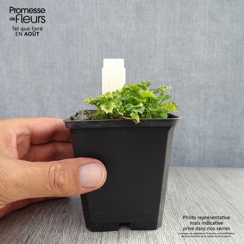 Spécimen de Campanula garganica Godet de 8/9 cm tel que livré en été