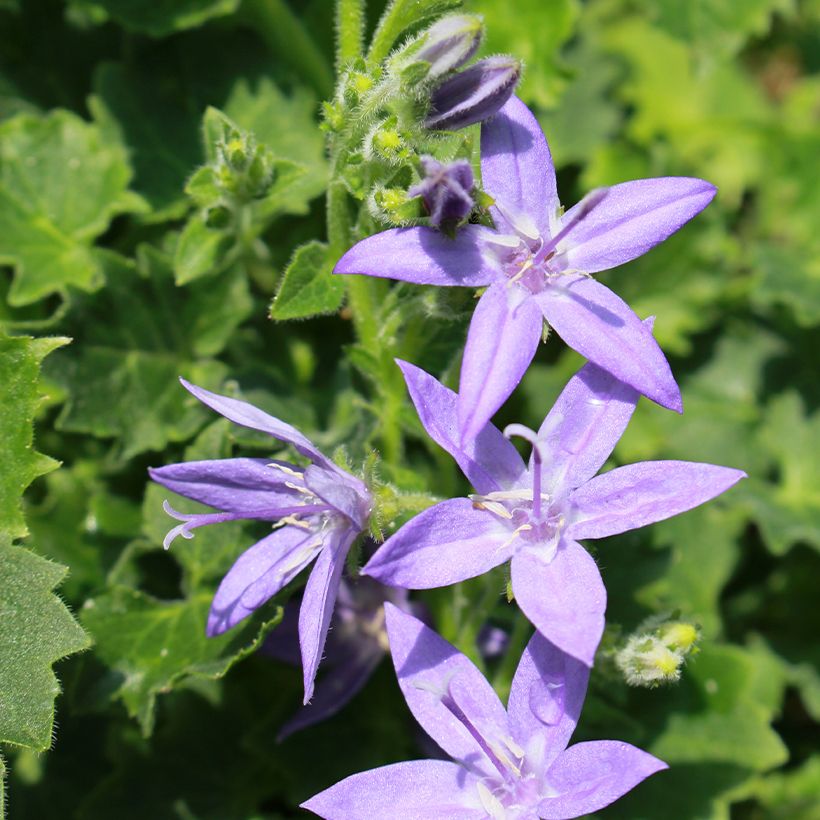 Campanula garganica (Floraison)