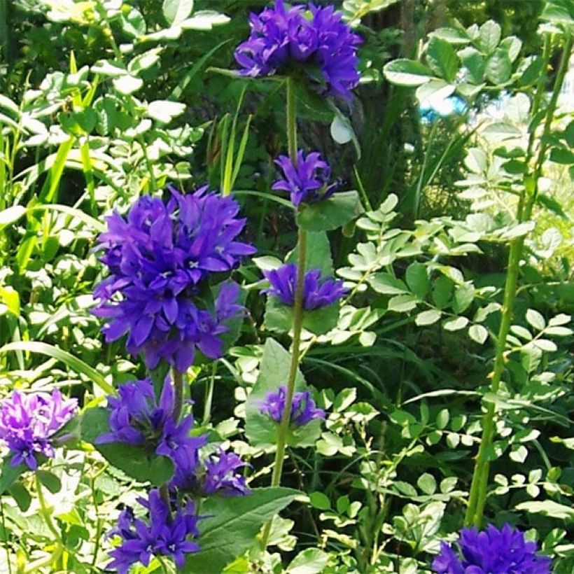 Campanule glomerata Acaulis - Campanule à bouquets (Port)