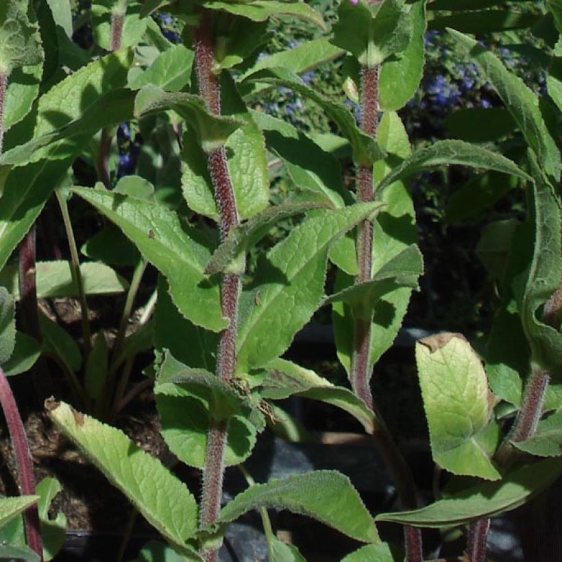 Campanule glomerata Caroline (Feuillage)