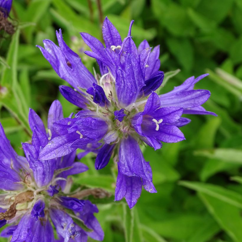 Campanula glomerata Genti Twisterbell (Floraison)