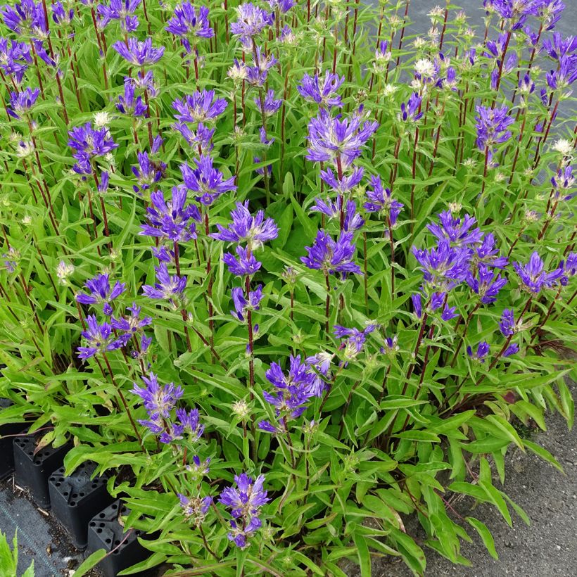 Campanula glomerata Genti Twisterbell (Port)