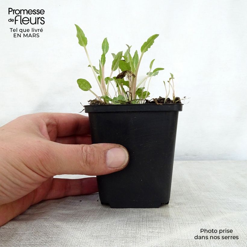 Spécimen de Campanula glomerata Genti Twisterbell en godet de 9 cm tel que livré au printemps