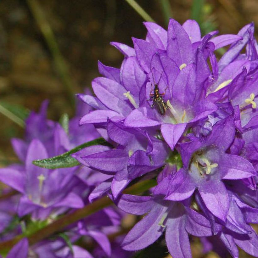 Campanule à bouquets - Campanula glomerata Superba (Floraison)