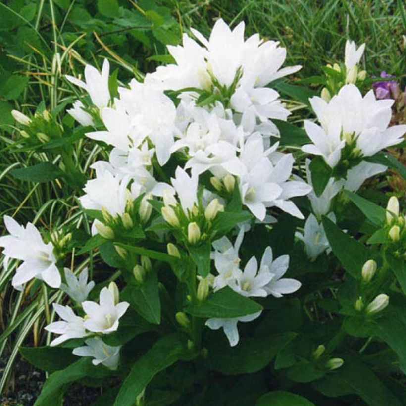 Campanule glomerata Alba (Port)