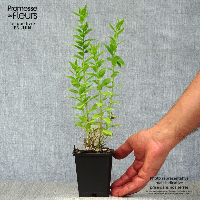 Spécimen de Campanule lactiflora Alba Godet de 8/9 cm tel que livré en été