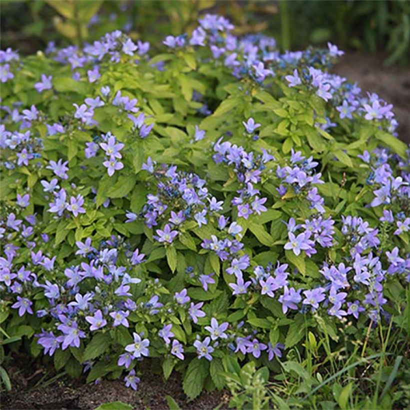 Campanula lactiflora Blue Pouffe - Campanule laiteuse (Floraison)