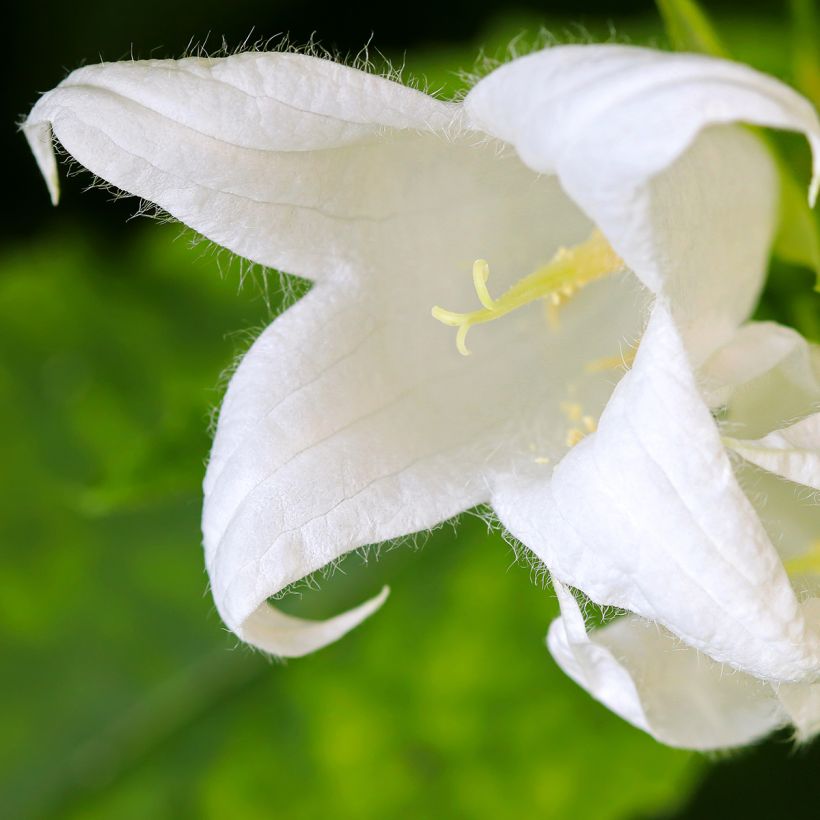 Campanula lactiflora White Pouffe - Campanule laiteuse (Floraison)