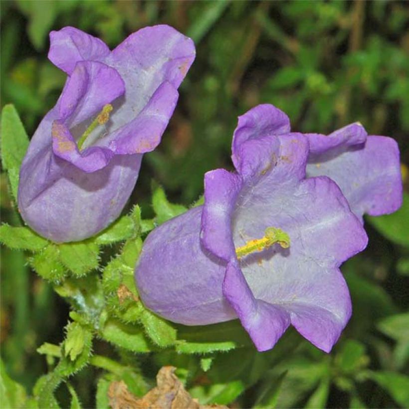 Campanula medium bleue - Campanule carillon (Floraison)