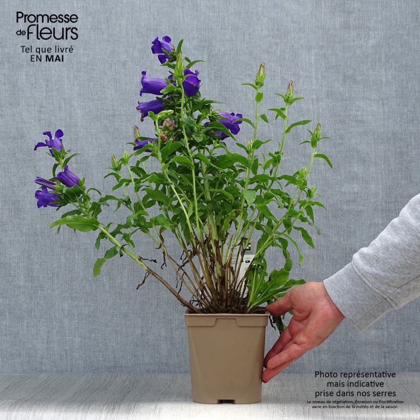 Spécimen de Campanula medium bleue - Campanule carillon en pot de 2 litres tel que livré au printemps
