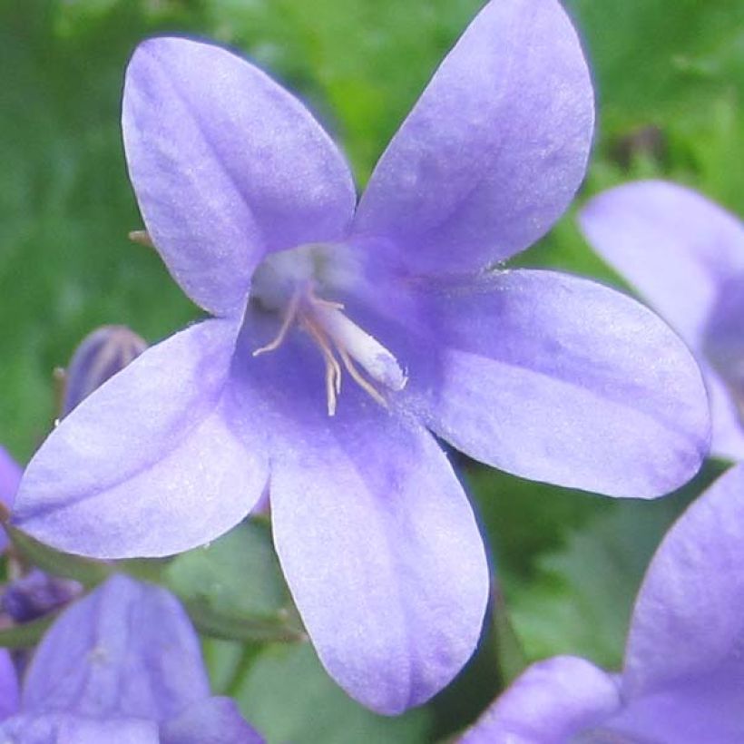 Campanule des murs - Campanula portenschlagiana (muralis) (Floraison)