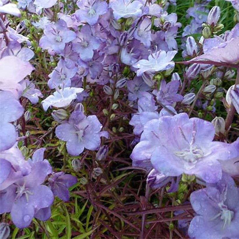 Campanule persicifolia Hidcote Amethyst - Campanule à feuilles de pêcher (Floraison)