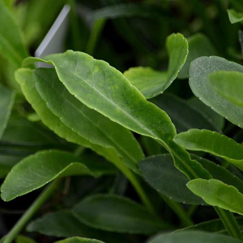 Campanule à feuilles de pêcher - Campanula persicifolia La Belle Blue -  (Feuillage)