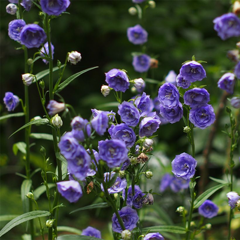 Campanule à feuilles de pêcher - Campanula persicifolia La Belle Blue -  (Floraison)