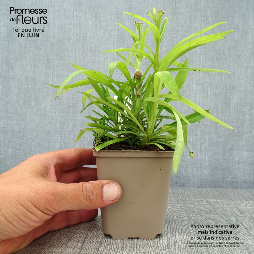 Spécimen de Campanula persicifolia La Bello - Campanule à feuilles de pêcher Godet de 8/9 cm tel que livré en été