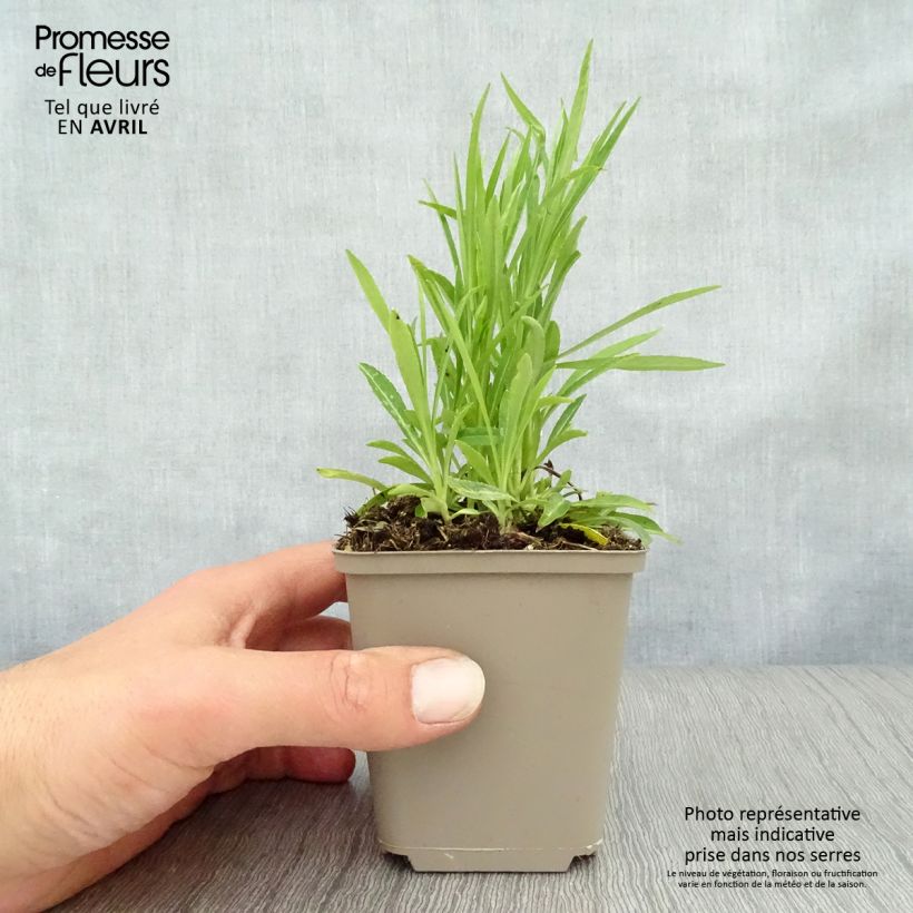 Spécimen de Campanula persicifolia La Bello - Campanule à feuilles de pêcher Godet de 9cm tel que livré au printemps