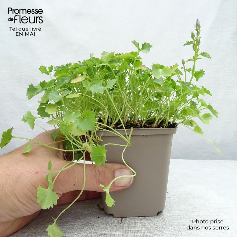 Spécimen de Campanula portenschlagiana Resholt Variety - Campanule des Murets  Godet de 9cm tel que livré au printemps