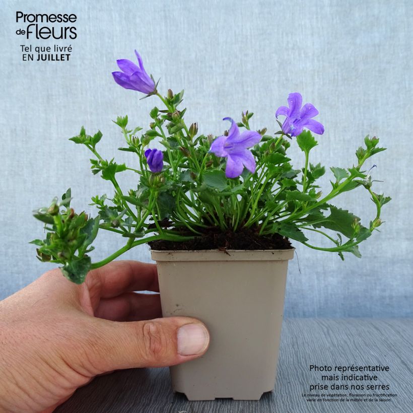 Spécimen de Campanula portenschlagiana Resholt Variety - Campanule des Murets  Godet de 8/9 cm tel que livré en été