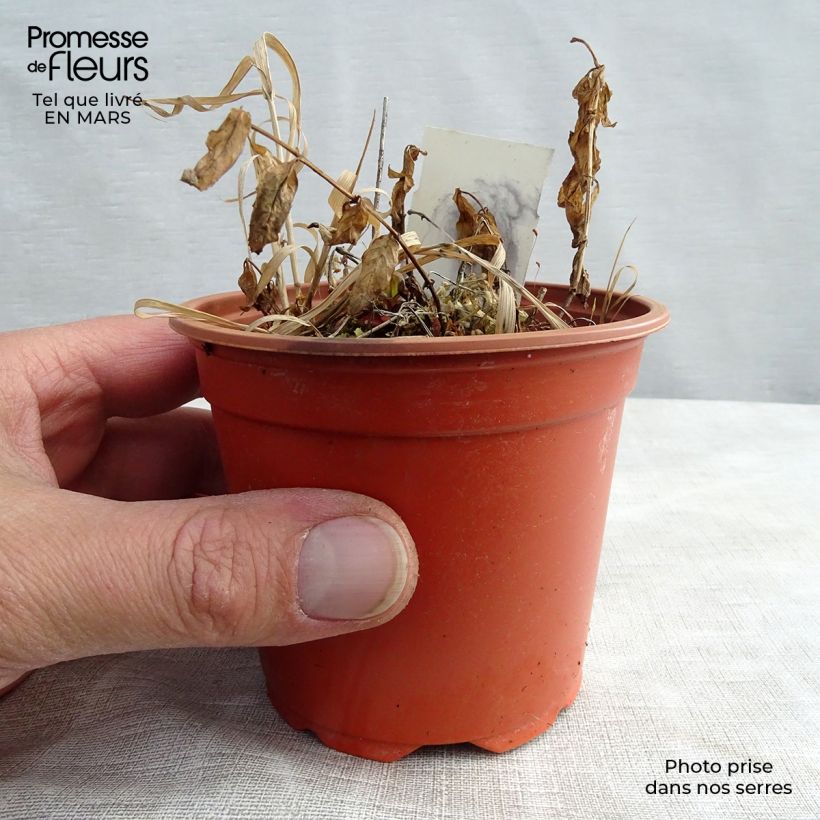 Spécimen de Campanule poscharskyana Godet de 9cm tel que livré au printemps
