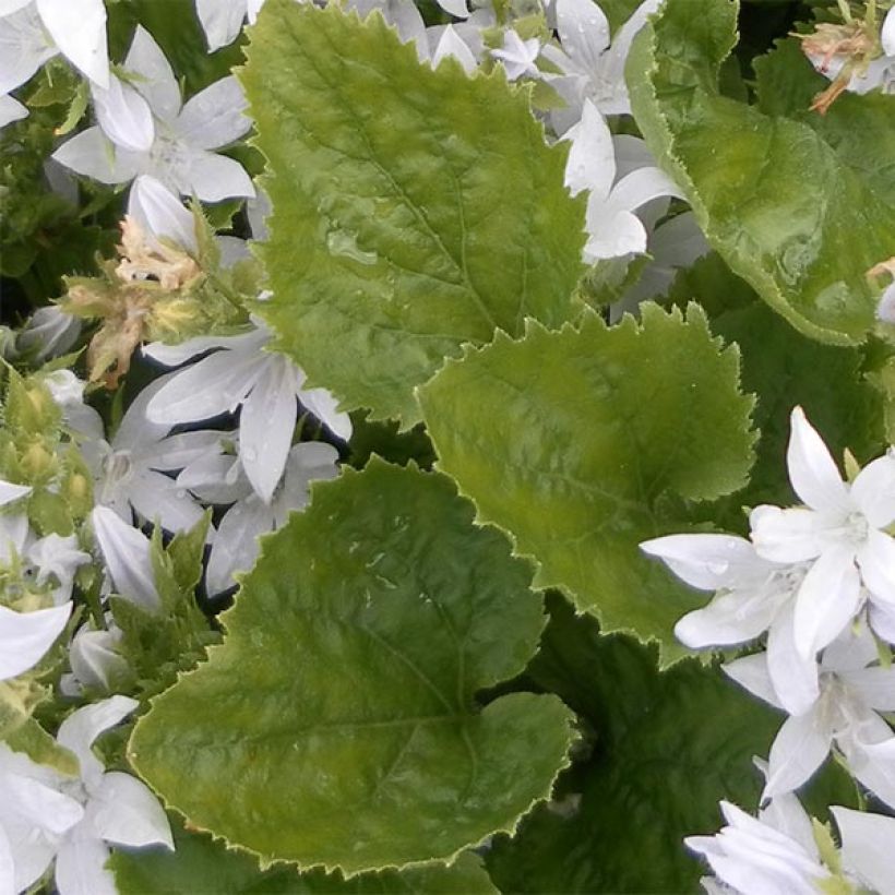 Campanula poscharskyana E.H. Frost - Campanule des Murets (Feuillage)