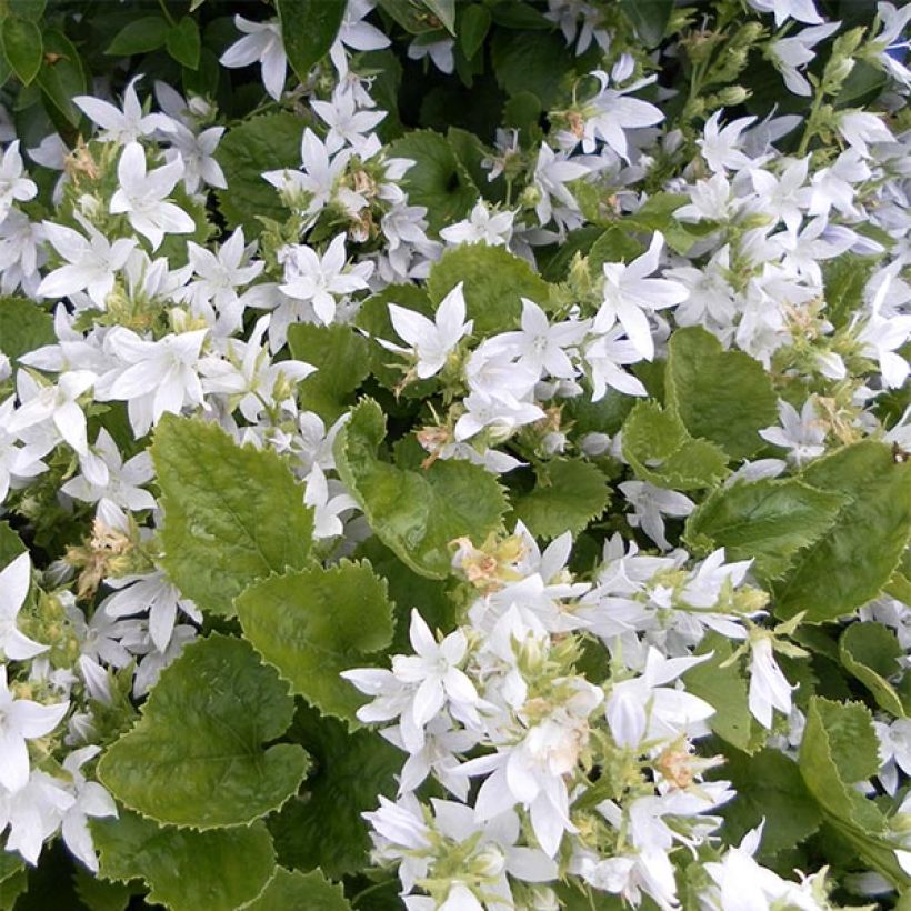 Campanula poscharskyana E.H. Frost - Campanule des Murets (Floraison)