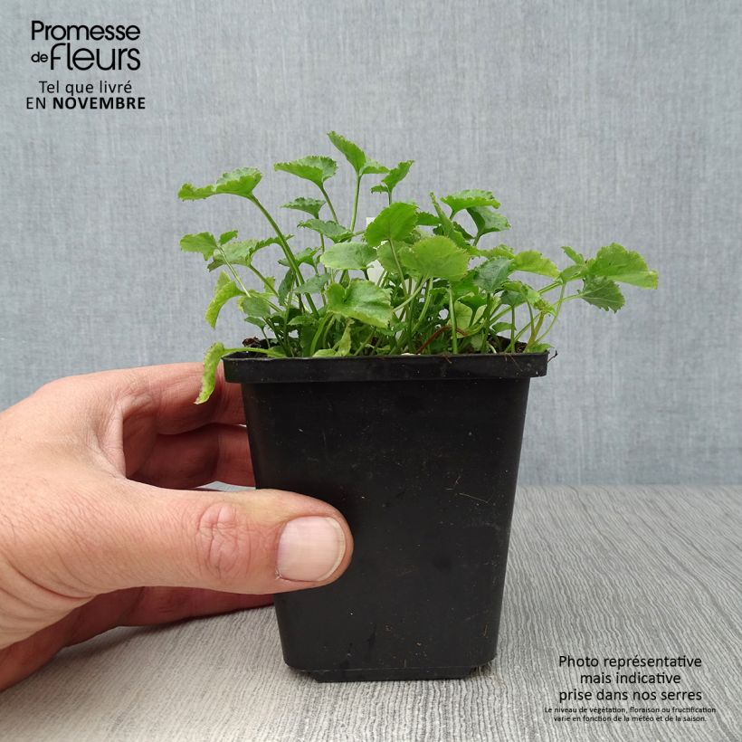 Spécimen de Campanula poscharskyana E.H. Frost - Campanule des Murets tel que livré en automne
