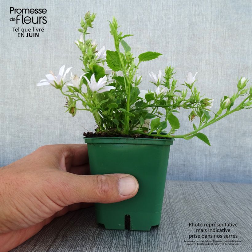 Spécimen de Campanula poscharskyana E.H. Frost - Campanule des Murets Godet de 8/9 cm tel que livré en été
