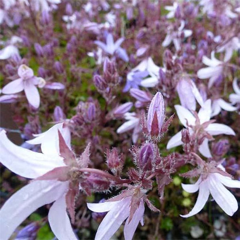 Campanula poscharskyana Lisduggan Variety - Campanule des Murets (Floraison)