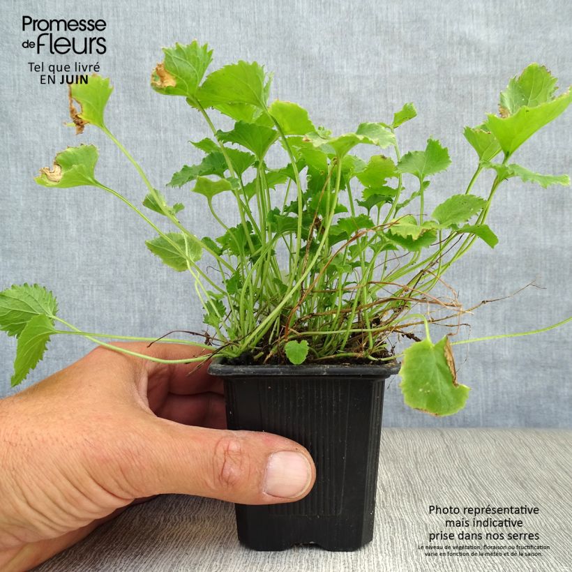 Spécimen de Campanula poscharskyana Lisduggan Variety - Campanule des Murets Godet de 8/9 cm tel que livré en été