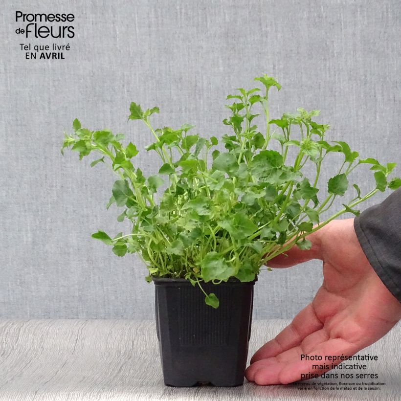 Spécimen de Campanula poscharskyana Lisduggan Variety - Campanule des Murets Godet de 8 cm tel que livré au printemps