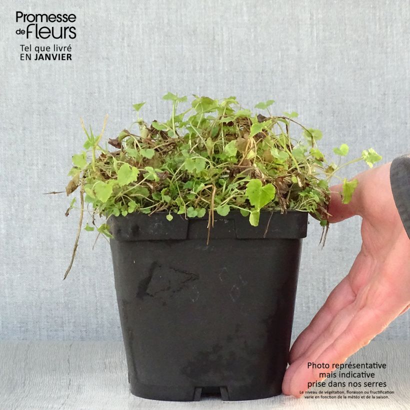 Spécimen de Campanula poscharskyana Lisduggan Variety - Campanule des Murets tel que livré en hiver