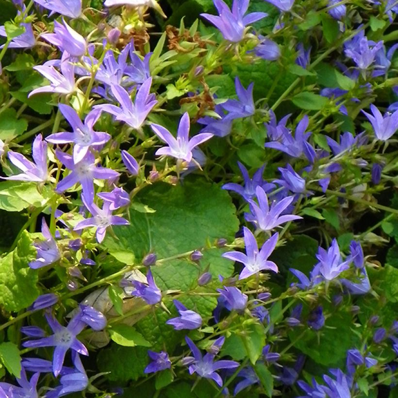 Campanula poscharskyana Stella - Campanule des Murets (Floraison)