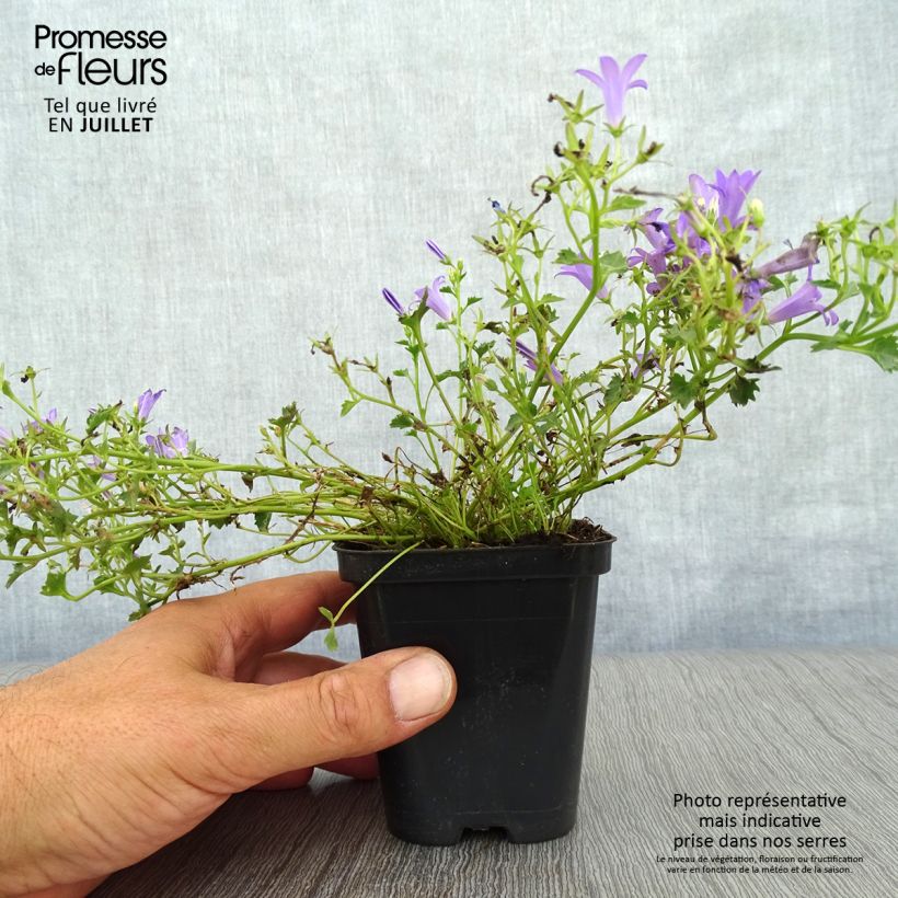 Spécimen de Campanula poscharskyana Stella - Campanule des Murets Godet de 8/9 cm tel que livré en été