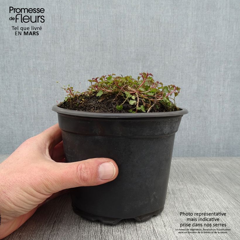Spécimen de Campanula poscharskyana Stella - Campanule des Murets Pot de 2L/3L tel que livré en hiver