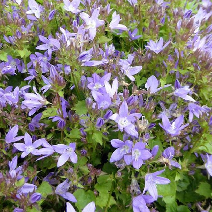 Campanula poscharskyana Trollkind - Campanule des Murets (Floraison)