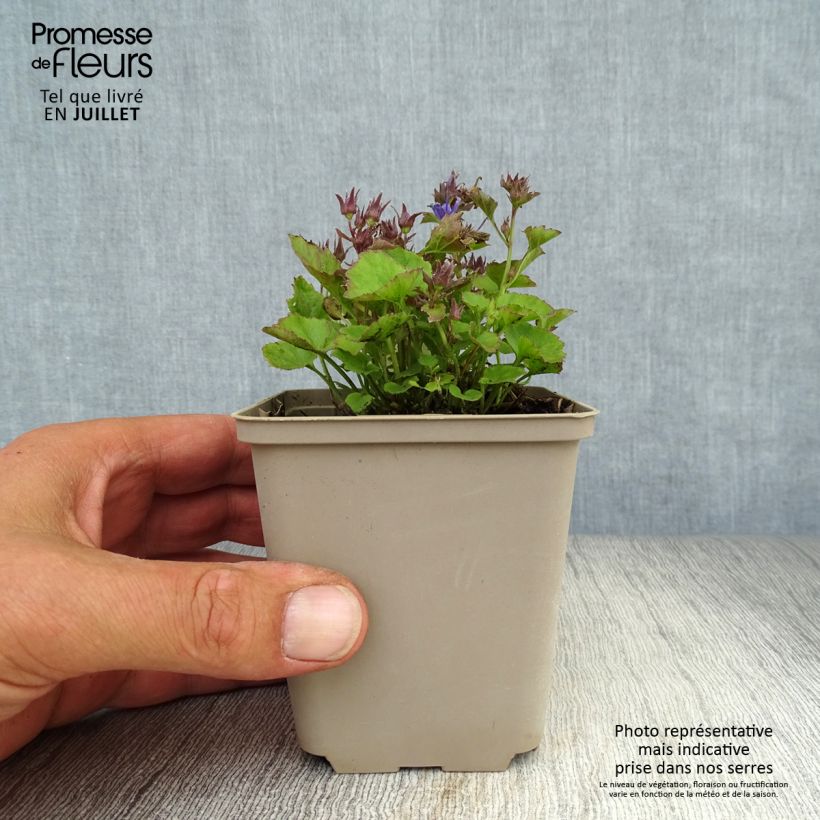 Spécimen de Campanula poscharskyana Trollkind - Campanule des Murets Godet de 8/9 cm tel que livré en été