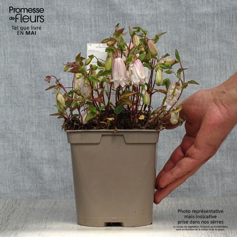 Spécimen de Campanula punctata Milky Way - Campanule hybride en pot de 2 litres tel que livré au printemps