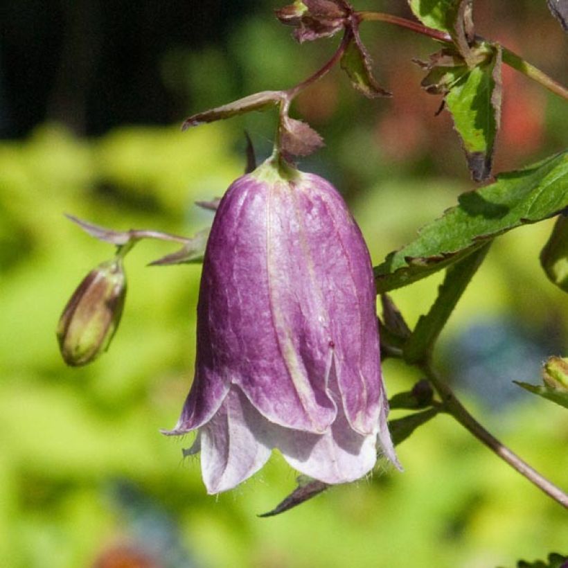 Campanule hybride Pantaloons (Floraison)