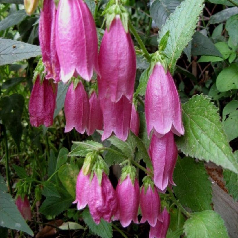 Campanula punctata Rubriflora - Campanule ponctuée (Feuillage)