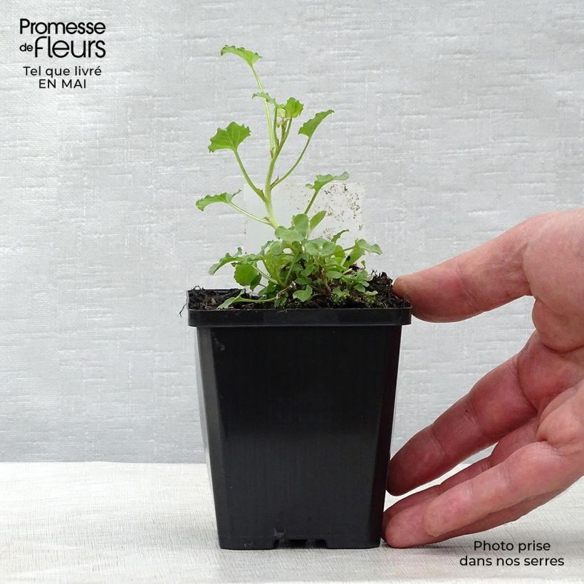Spécimen de Campanula rapunculoides - Campanule fausse raiponce Godet de 9cm tel que livré au printemps