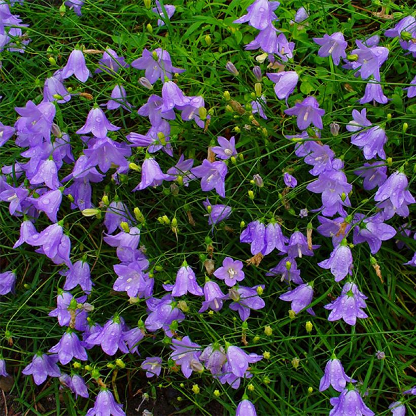 Campanula rotundifolia - Campanule à feuilles rondes (Floraison)