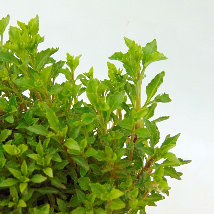 Campanula rotundifolia - Campanule à feuilles rondes (Feuillage)