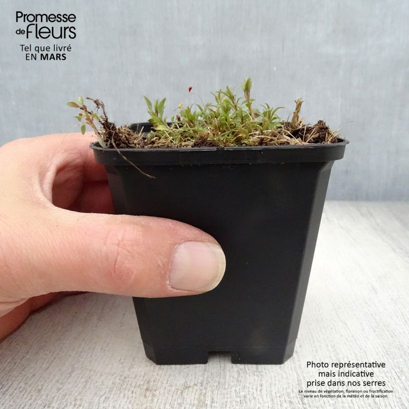 Spécimen de Campanula rotundifolia - Campanule à feuilles rondes Godet de 9cm tel que livré au printemps