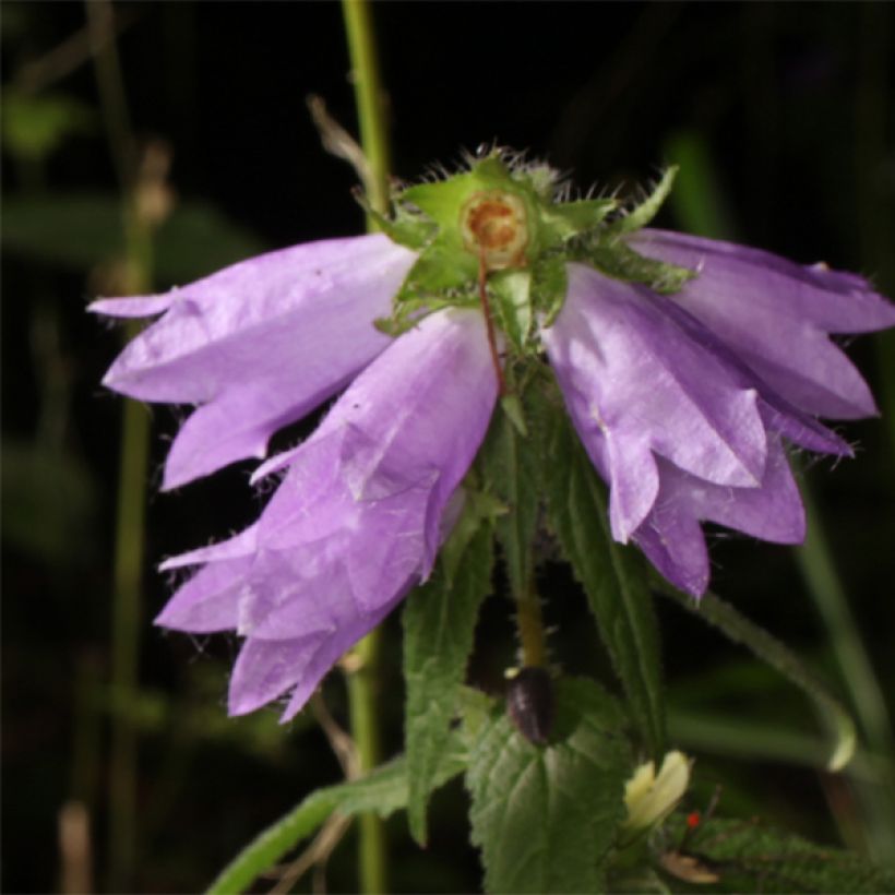 Campanula trachelium - Campanule gantelée (Floraison)