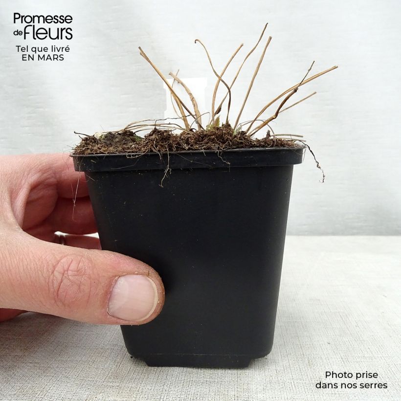Spécimen de Campanula trachelium Bernice - Campanule gantelée Godet de 9cm tel que livré au printemps