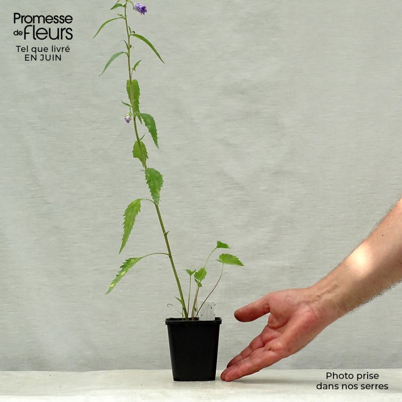 Spécimen de Campanula trachelium Bernice - Campanule gantelée Godet de 8/9 cm tel que livré en été