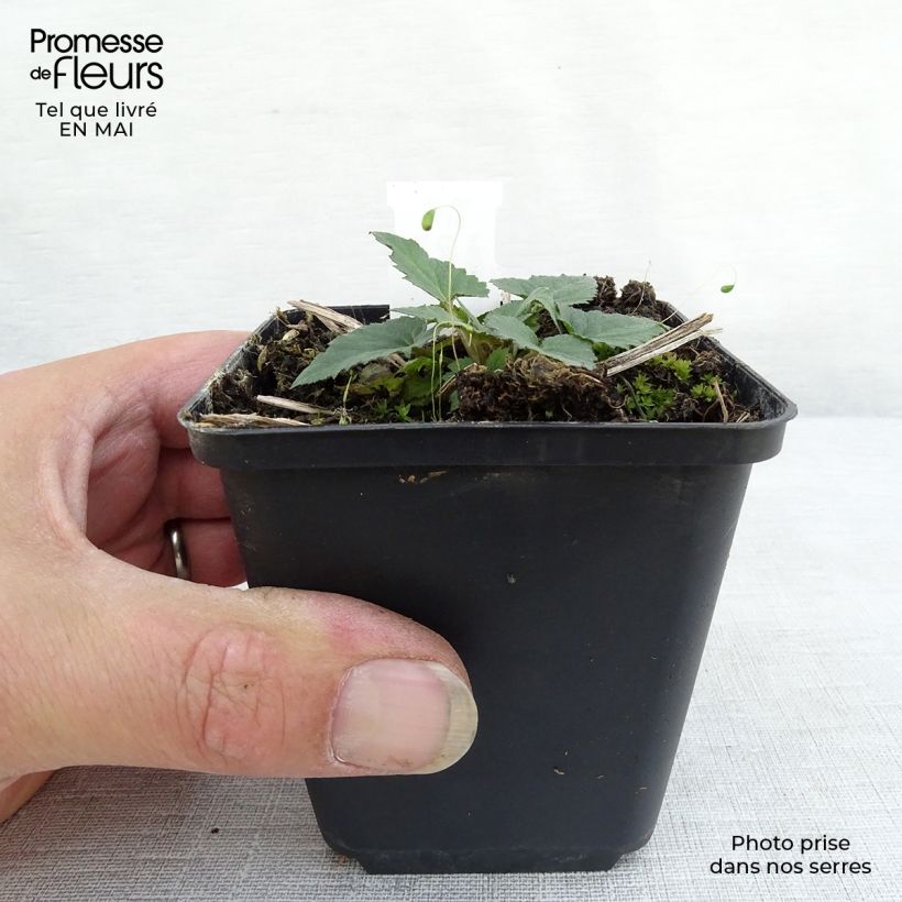 Spécimen de Campanula trachelium - Campanule gantelée Godet de 9cm tel que livré au printemps