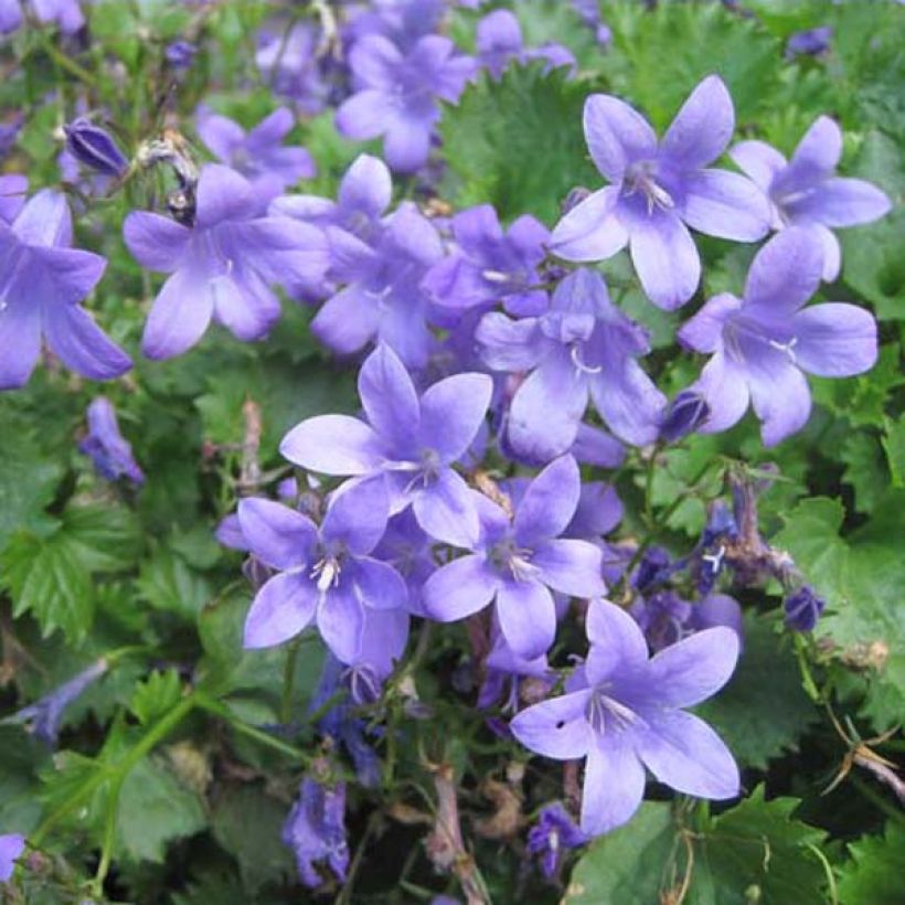 Campanule des murs - Campanula portenschlagiana (muralis) (Port)