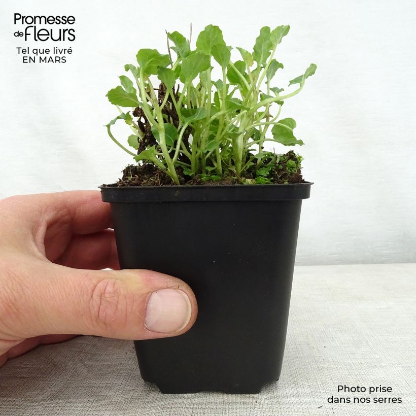 Spécimen de Campanule - Campanula Royal Wave Godet de 9cm tel que livré au printemps