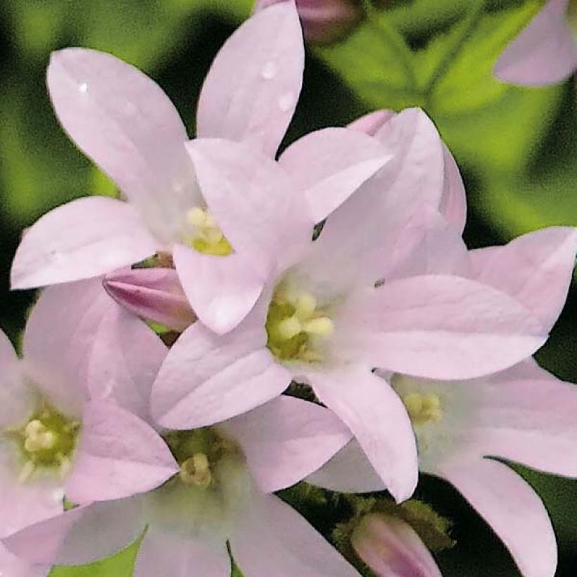 Campanule lactiflora Loddon Anna - Campanule laiteuse rose pâle (Floraison)